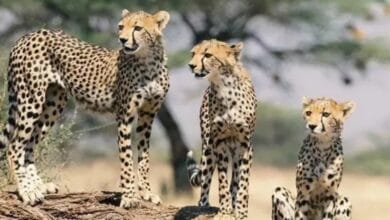 Project Cheetah, Cheetah India, South Africa Cheetah, Kuno National Park, Kuno Cheetah, Gandhi Sagar Sanctuary, Nauradehi Sanctuary, Banni Grassland, Botswana Cheetah, Namibia Cheetah, Cheetah Conservation, Wildlife India, Project Cheetah News, Cheetah Corridor, भारत में चीते, प्रोजेक्ट चीता, कूनो राष्ट्रीय उद्यान, दक्षिण अफ्रीका के चीते, नौरादेही अभयारण्य, गांधी सागर, बन्नी अभयारण्य, चीता संरक्षण, वन एवं पर्यावरण मंत्रालय,
