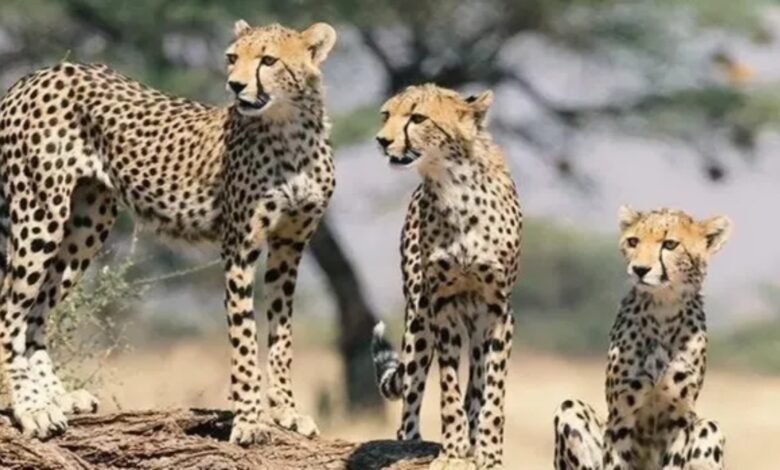Project Cheetah, Cheetah India, South Africa Cheetah, Kuno National Park, Kuno Cheetah, Gandhi Sagar Sanctuary, Nauradehi Sanctuary, Banni Grassland, Botswana Cheetah, Namibia Cheetah, Cheetah Conservation, Wildlife India, Project Cheetah News, Cheetah Corridor, भारत में चीते, प्रोजेक्ट चीता, कूनो राष्ट्रीय उद्यान, दक्षिण अफ्रीका के चीते, नौरादेही अभयारण्य, गांधी सागर, बन्नी अभयारण्य, चीता संरक्षण, वन एवं पर्यावरण मंत्रालय,