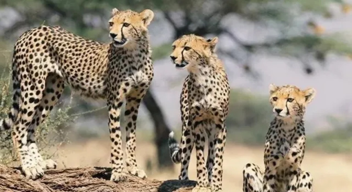 Project Cheetah, Cheetah India, South Africa Cheetah, Kuno National Park, Kuno Cheetah, Gandhi Sagar Sanctuary, Nauradehi Sanctuary, Banni Grassland, Botswana Cheetah, Namibia Cheetah, Cheetah Conservation, Wildlife India, Project Cheetah News, Cheetah Corridor, भारत में चीते, प्रोजेक्ट चीता, कूनो राष्ट्रीय उद्यान, दक्षिण अफ्रीका के चीते, नौरादेही अभयारण्य, गांधी सागर, बन्नी अभयारण्य, चीता संरक्षण, वन एवं पर्यावरण मंत्रालय,