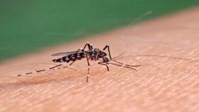 **Keywords (English, comma-separated):** Dengue, Dengue Vaccine India, ICMR Dengue Study, Dengue 4 Strains, DENV-1, DENV-2, DENV-3, DENV-4, Dengue Alert, India Dengue News, National Institute of Virology, NIV Pune, Dengue Cases India, Severe Dengue, Platelet Count, Multi Strain Dengue, Dengue Symptoms, Dengue Prevention, Health News India, Medical Research, Virus Surveillance, Public Health, Dengue Outbreak, India Health Update, Dengue Vaccine 2027, Vector Borne Disease, Monsoon Diseases, ICMR News, Dengue Virus, Latest Health News