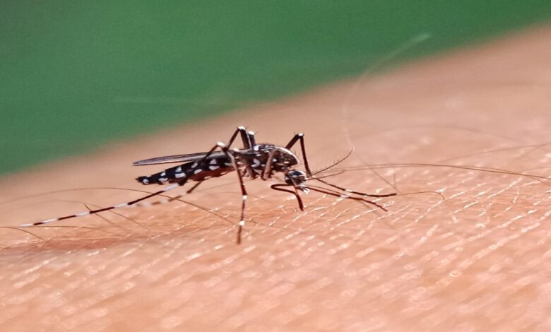 **Keywords (English, comma-separated):** Dengue, Dengue Vaccine India, ICMR Dengue Study, Dengue 4 Strains, DENV-1, DENV-2, DENV-3, DENV-4, Dengue Alert, India Dengue News, National Institute of Virology, NIV Pune, Dengue Cases India, Severe Dengue, Platelet Count, Multi Strain Dengue, Dengue Symptoms, Dengue Prevention, Health News India, Medical Research, Virus Surveillance, Public Health, Dengue Outbreak, India Health Update, Dengue Vaccine 2027, Vector Borne Disease, Monsoon Diseases, ICMR News, Dengue Virus, Latest Health News