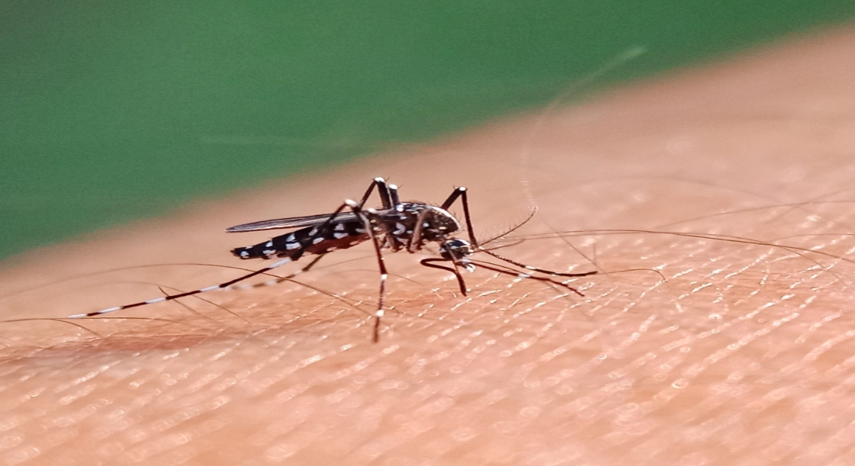 **Keywords (English, comma-separated):** Dengue, Dengue Vaccine India, ICMR Dengue Study, Dengue 4 Strains, DENV-1, DENV-2, DENV-3, DENV-4, Dengue Alert, India Dengue News, National Institute of Virology, NIV Pune, Dengue Cases India, Severe Dengue, Platelet Count, Multi Strain Dengue, Dengue Symptoms, Dengue Prevention, Health News India, Medical Research, Virus Surveillance, Public Health, Dengue Outbreak, India Health Update, Dengue Vaccine 2027, Vector Borne Disease, Monsoon Diseases, ICMR News, Dengue Virus, Latest Health News