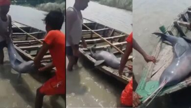 Saharsa Dolphin Hunting, Kosi River Dolphin, Bihar Dolphin Hunting, Dolphin Hunting Viral Video, Dolphin Smuggling, Dolphin Conservation, Forest Department Bihar, Kosi River, Saharsa News, Bihar News, National Aquatic Animal, Ganga River Dolphin, Wildlife Protection Act 1972, Dolphin Protection, Wildlife Crime, Viral Video, Forest Department Action, Bihar Wildlife News, Dolphin Poaching,