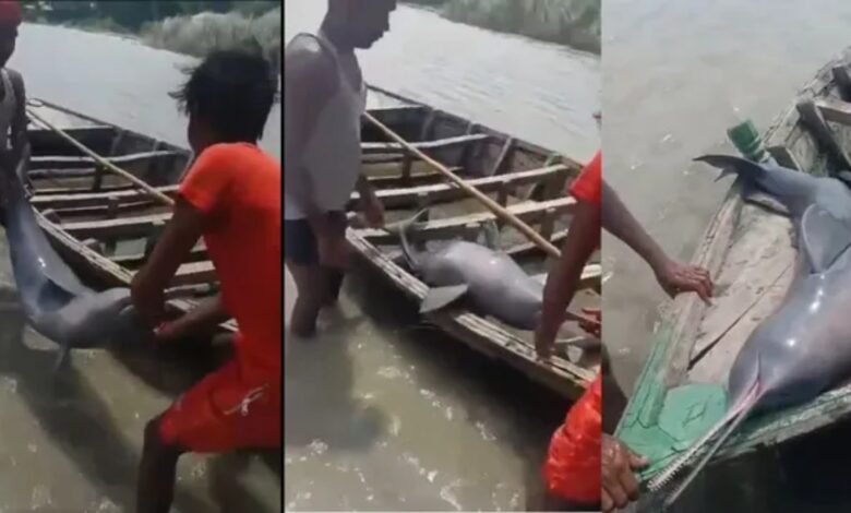 Saharsa Dolphin Hunting, Kosi River Dolphin, Bihar Dolphin Hunting, Dolphin Hunting Viral Video, Dolphin Smuggling, Dolphin Conservation, Forest Department Bihar, Kosi River, Saharsa News, Bihar News, National Aquatic Animal, Ganga River Dolphin, Wildlife Protection Act 1972, Dolphin Protection, Wildlife Crime, Viral Video, Forest Department Action, Bihar Wildlife News, Dolphin Poaching,