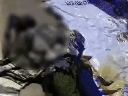पंडाल