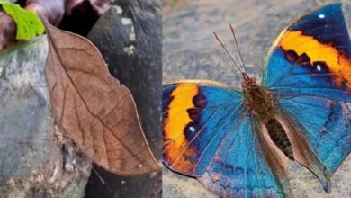 Orange Oakleaf to become Chhattisgarh's first state butterfly.