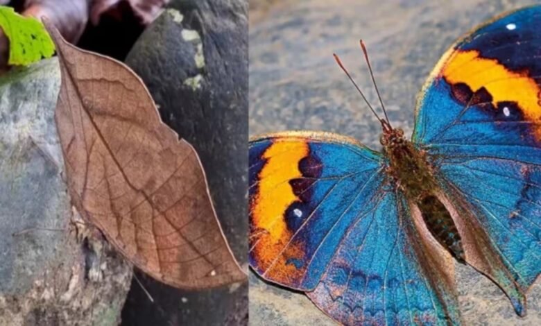Orange Oakleaf to become Chhattisgarh's first state butterfly.