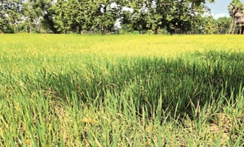 किसानों